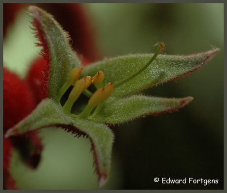 Macro met Raynox voorzetlens