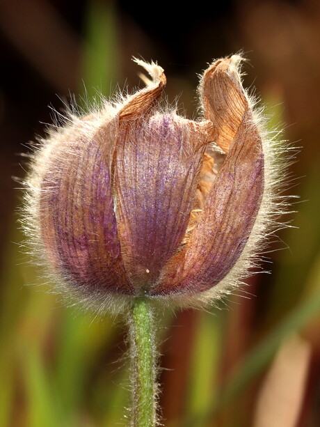 Uitgebloeide Wildemanskruid