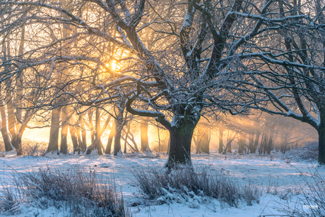 Golden light