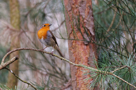 Met de rode borst vooruit