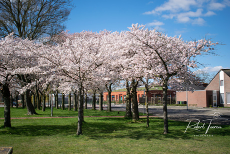 PRUNUSbomen