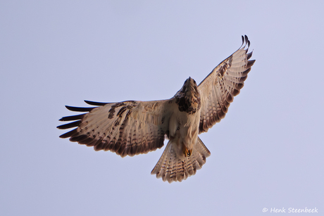 Buizerd zweeft boven de duinen