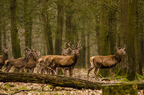 de Veluwe en ik