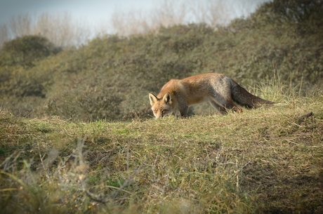 Duinen AWD.3