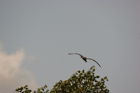 Reiger met mol