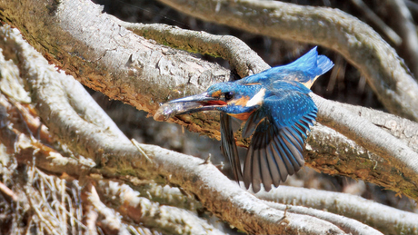 Ijsvogel vis