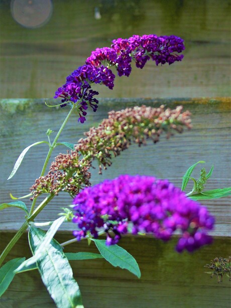 Bloemen uit eigen tuin