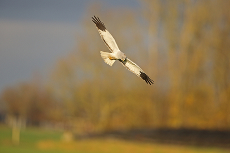 blauwe kiekendief vliegt landschapsfoto in