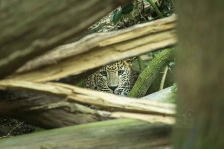 Sri Lanka Panter