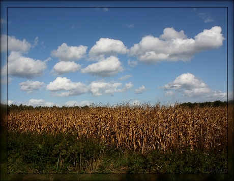 Corn will not pop ...