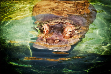 onder water.........................