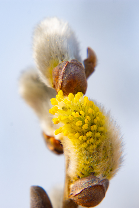 Katjes van de boswilg