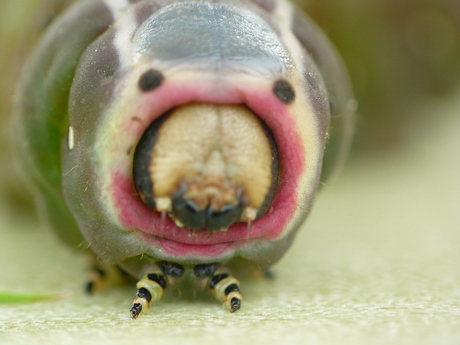 Rups van de hermelijn vlinder