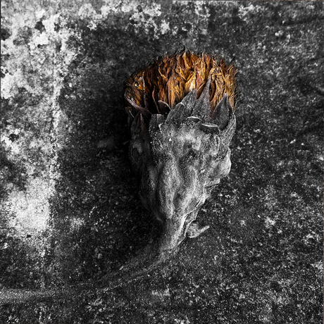 Dried out sunflower on grave monument