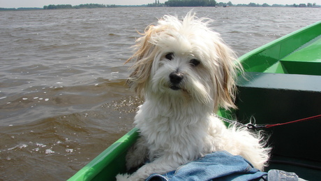 Onze hond op het water.