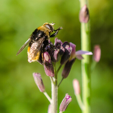 Ochtendritueel