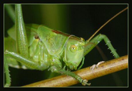 Groene sprinkhaan