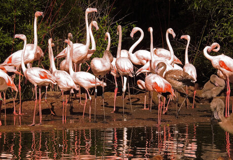 De temperamentvolle Flamingo dansers.