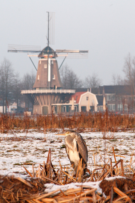 Oude reiger in puur hollands landschap Natuur-Cultuur