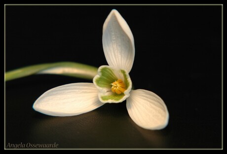 Galanthus