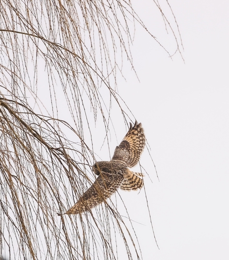 Velduil vliegt de boom in ...