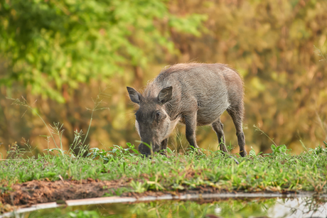 Warthog.