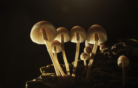 paddenstoel groep