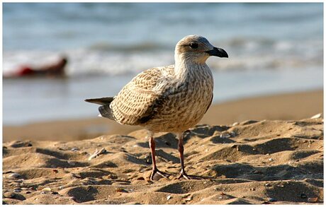 Eindelijk weer strandweer