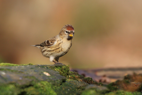 Grote barmsijs