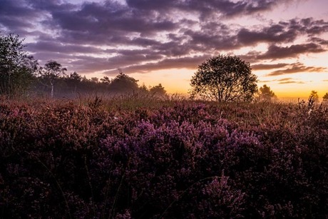 purple:orange