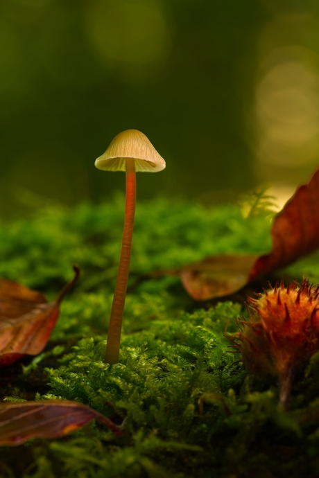 Mycena