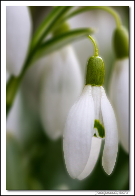 sneeuwklokje 2