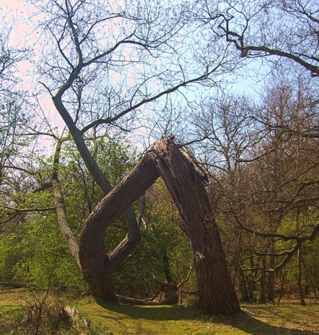 de boom is om geknikt