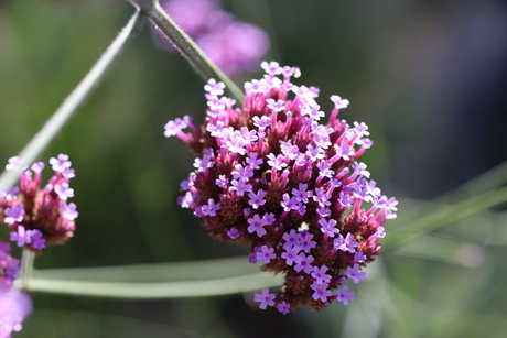 Bloem uit de tuin