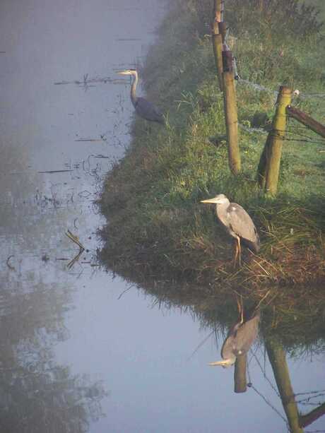 Reigers in de mist