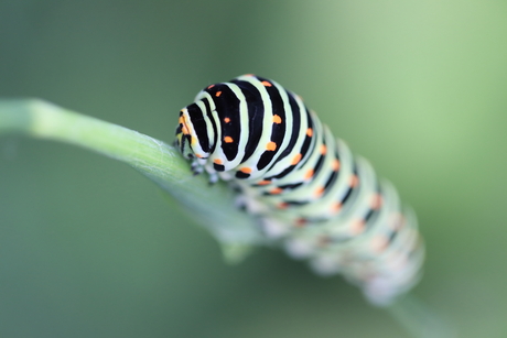Koninklijk bezoek II
