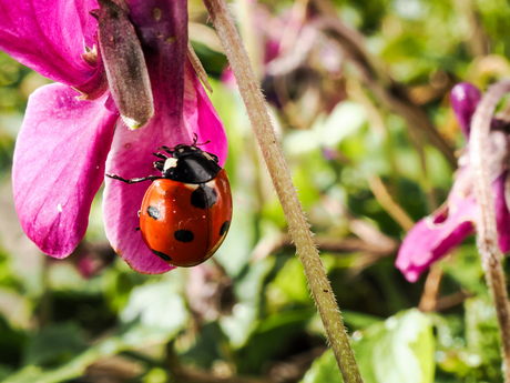 Lieveheersbeestje weer wakker...