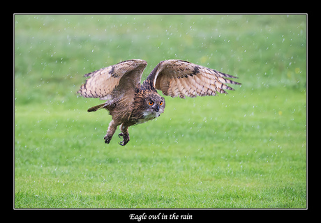 Eagle owl in the rain