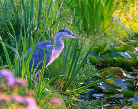 -reiger-