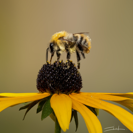 Bij onder de pollen