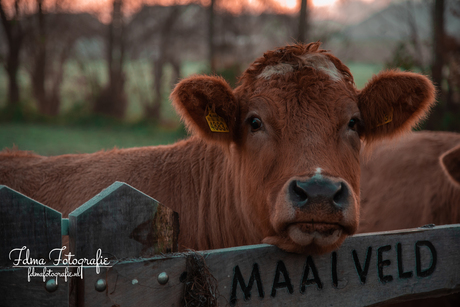 Koe met zonsopkomt