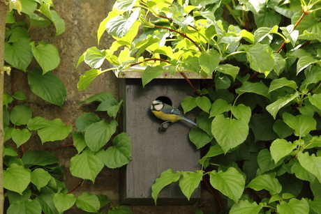 Pimpelmees in de tuin