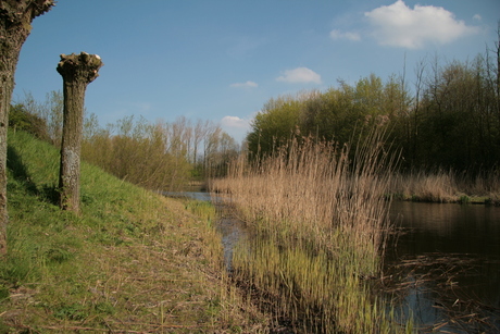 Tussen het riet