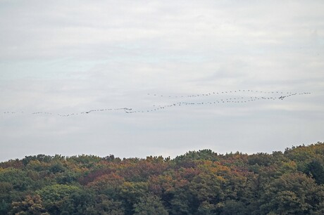 Kraanvogels  