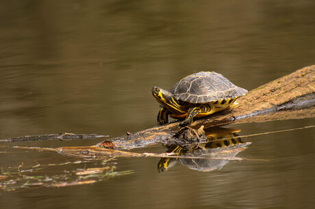 Schildpad in de Gravenallee in Almelo