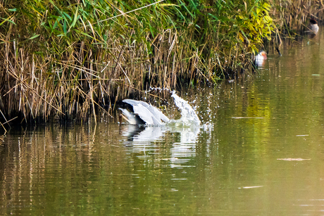 Blauwe reiger 