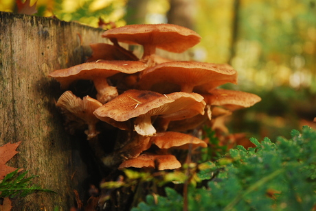 Paddenstoelen