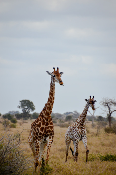 Giraffen met uitstekende tong :P