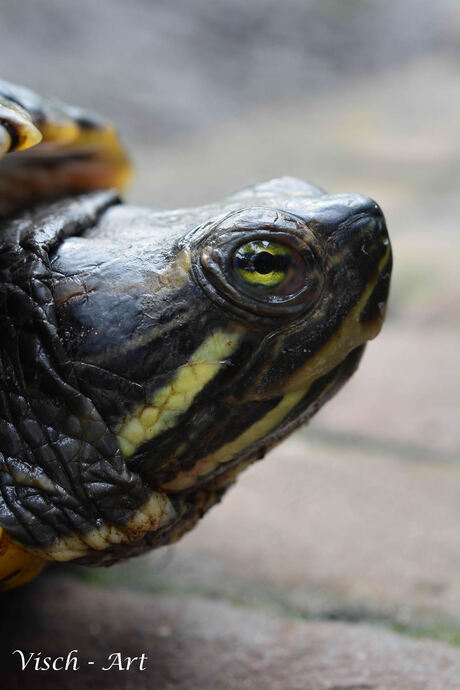 Schildpad in de Orchideeënhoeve