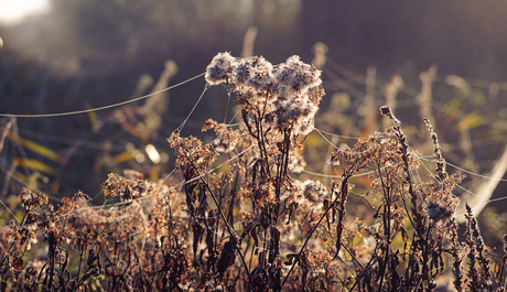 Herfst 